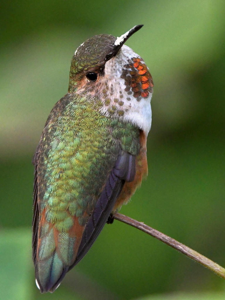 Hummer19.jpg