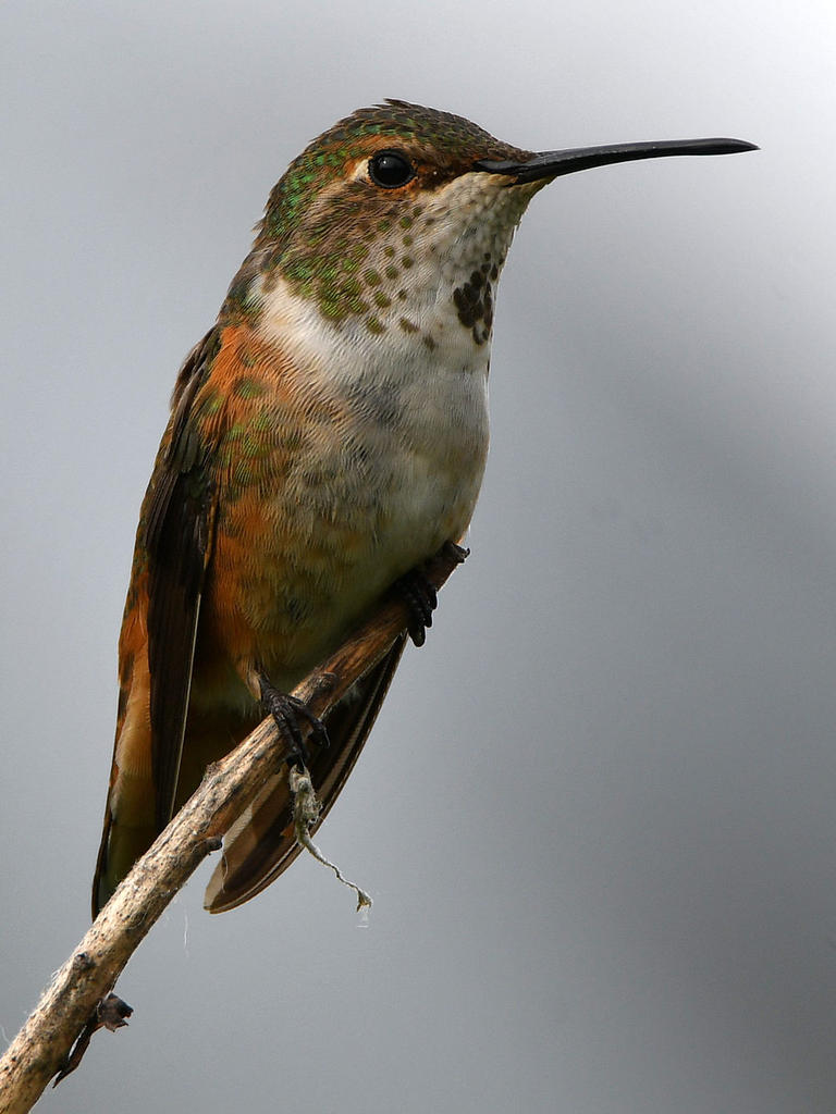 Hummer19.jpg