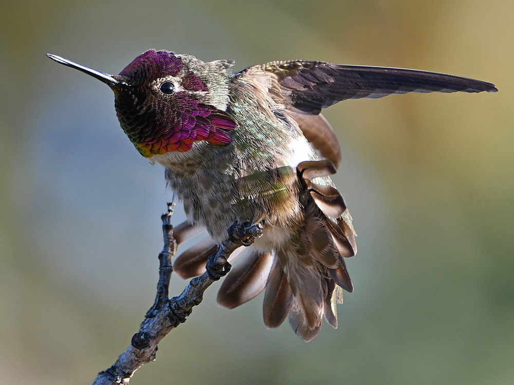 Hummer19.jpg