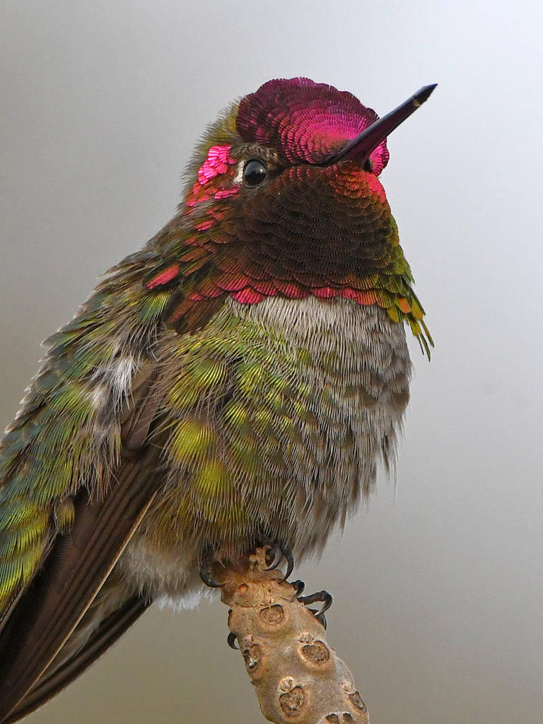 Hummer19.jpg