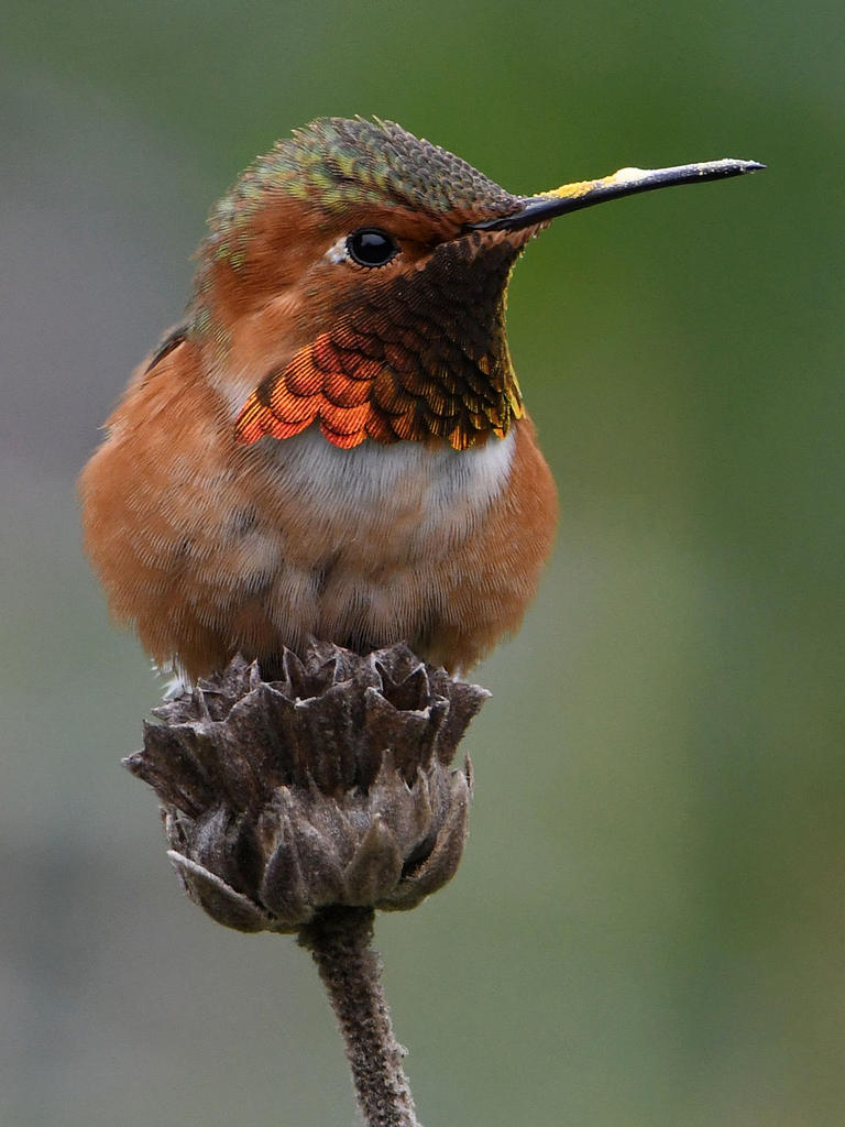 Hummer19.jpg
