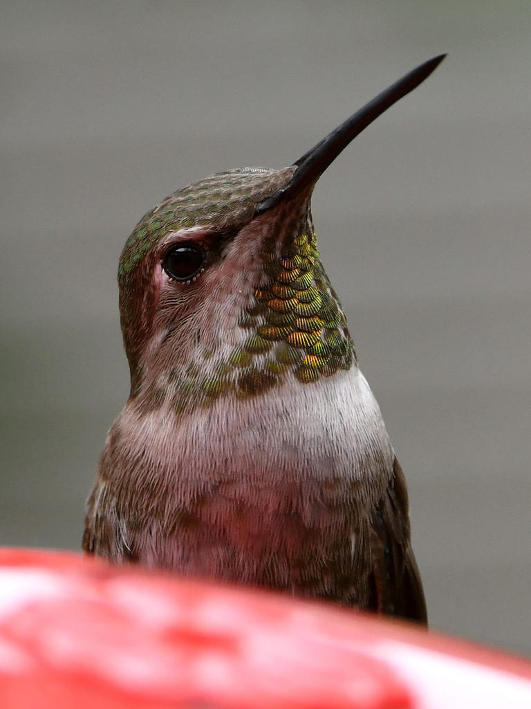 Hummer19.jpg