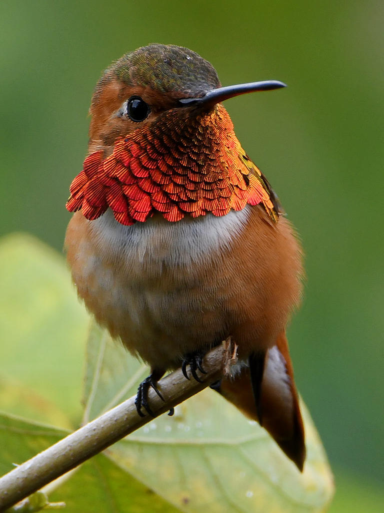 Hummer19.jpg