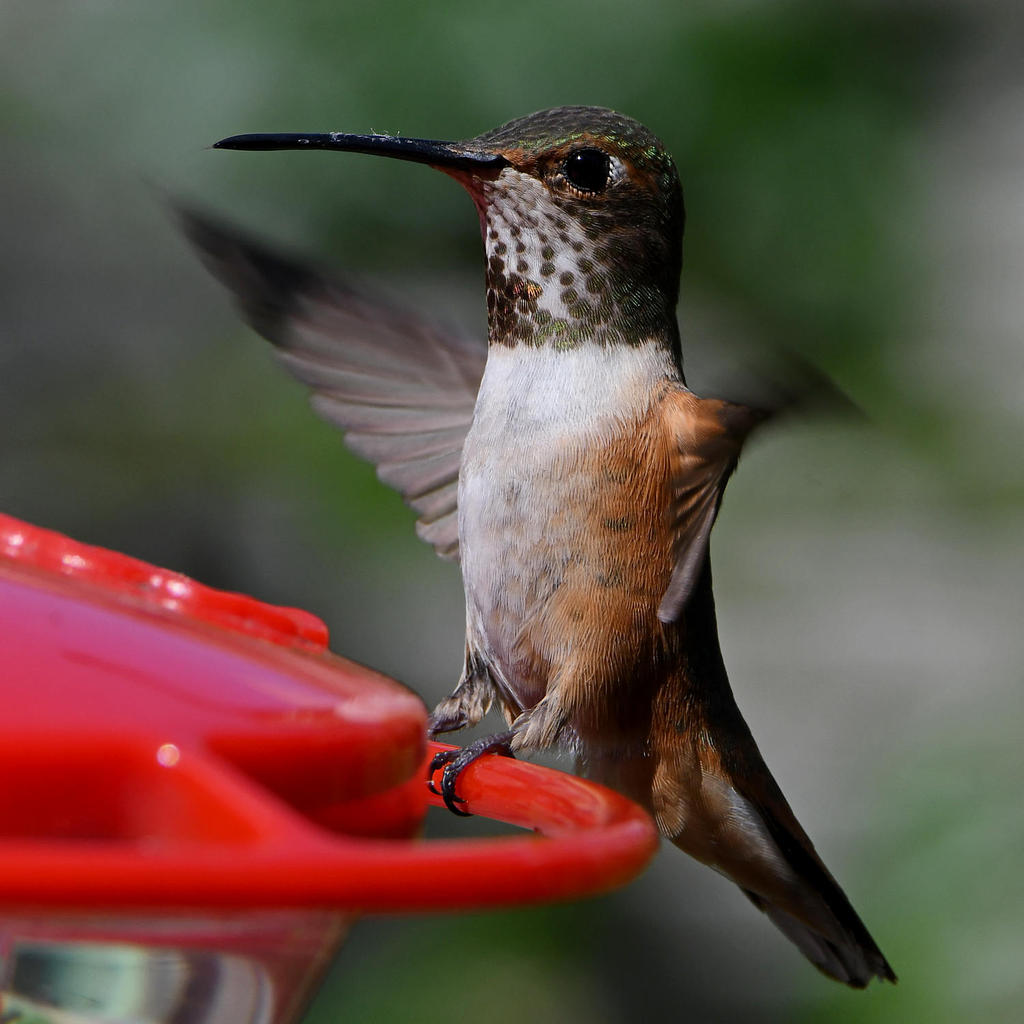 Hummer19.jpg