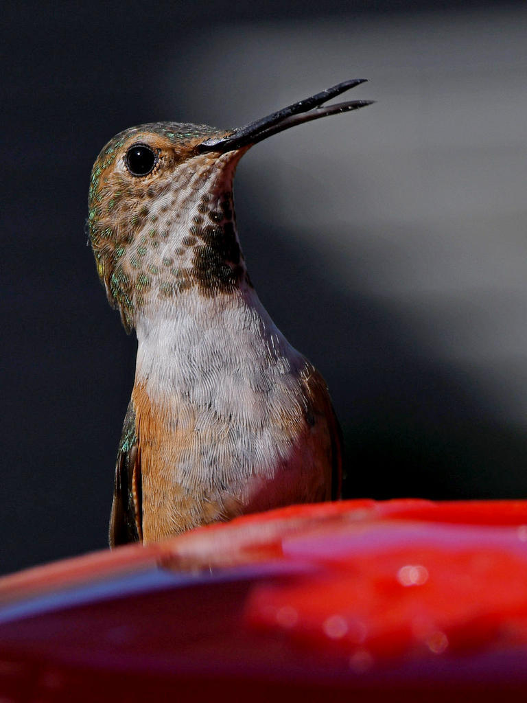 Hummer19.jpg