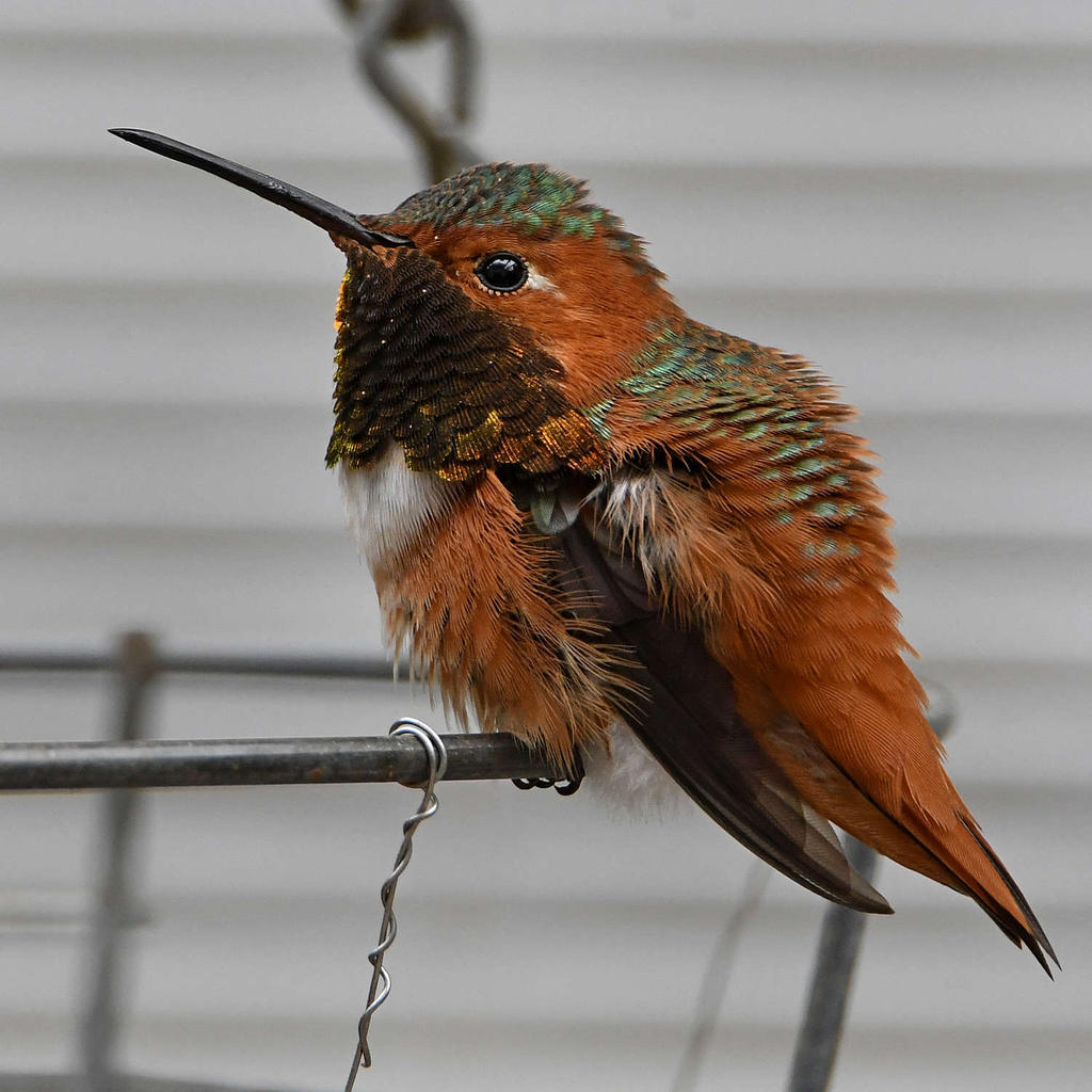 Hummer19.jpg