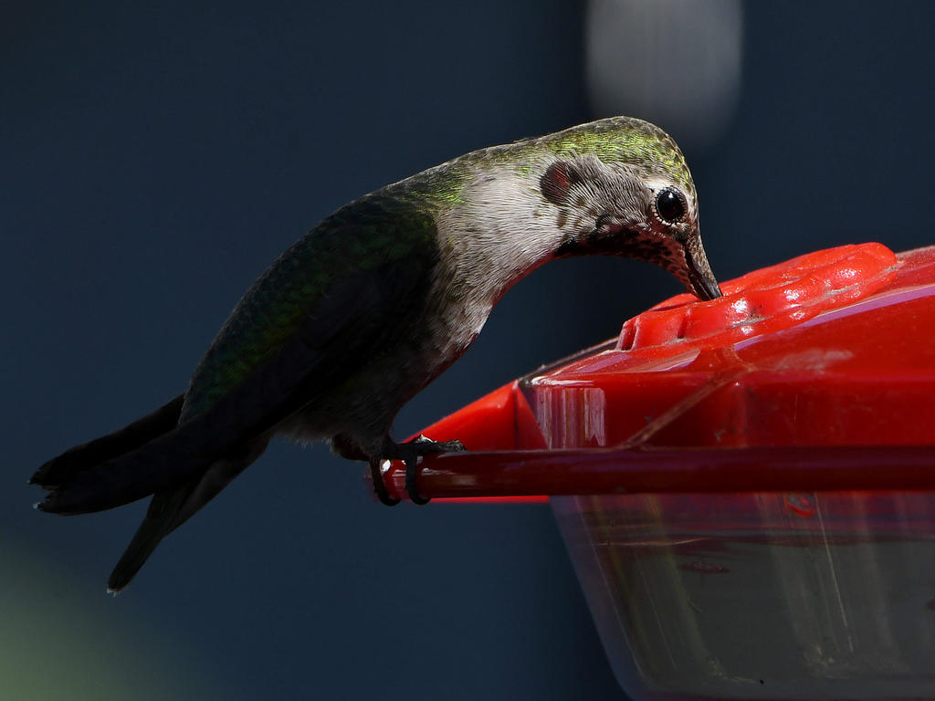 Hummer19.jpg