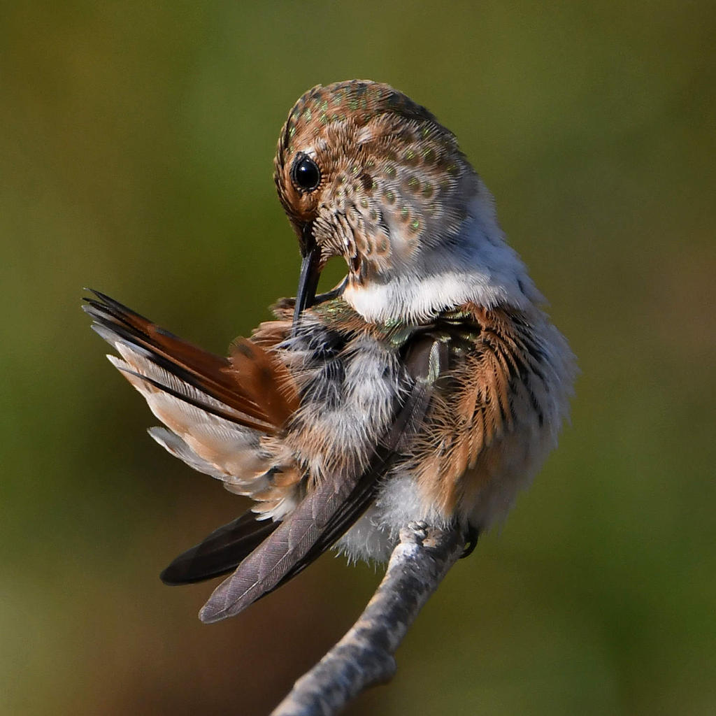 Hummer19.jpg