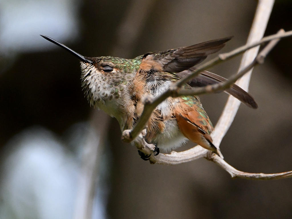 Hummer19.jpg