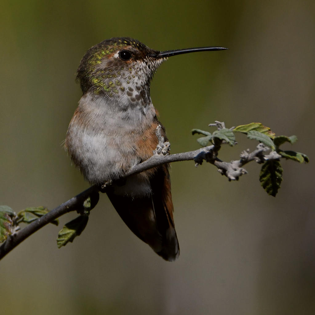 Hummer19.jpg