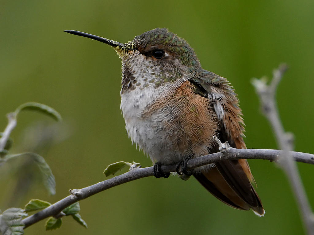 Hummer19.jpg