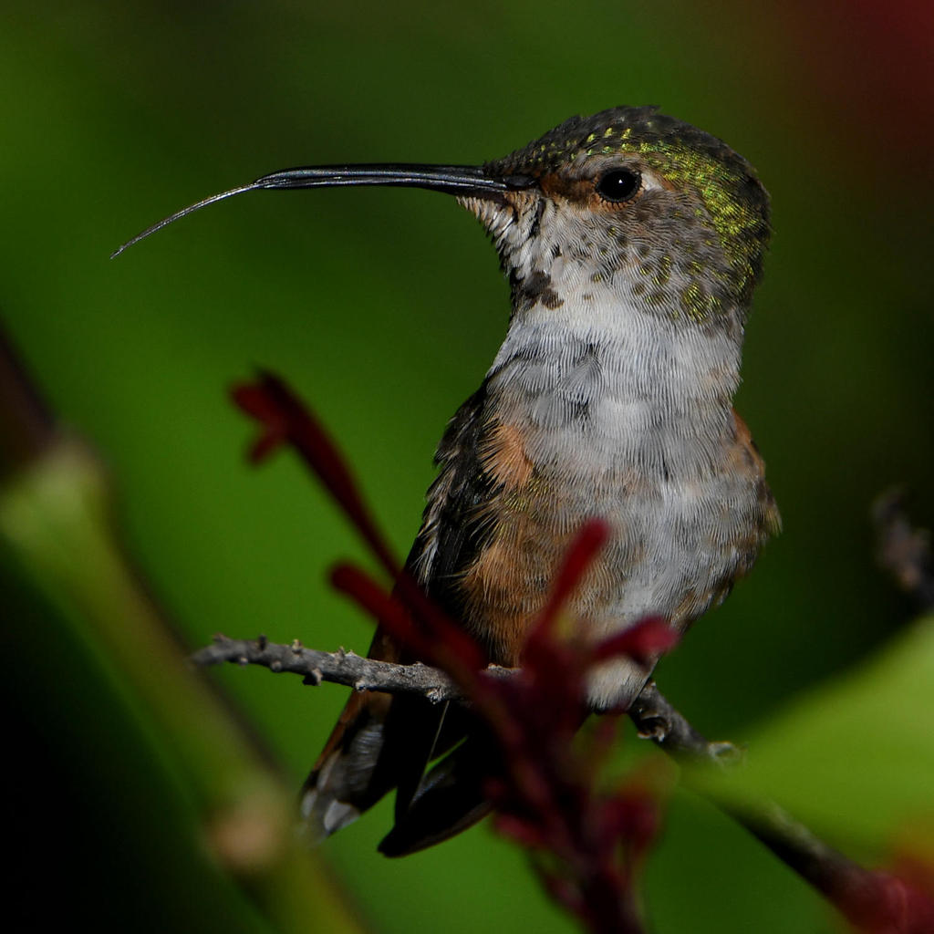Hummer19.jpg