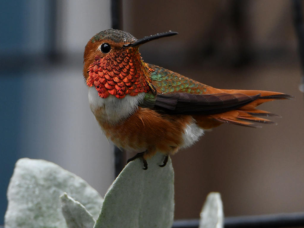 Hummer19.jpg