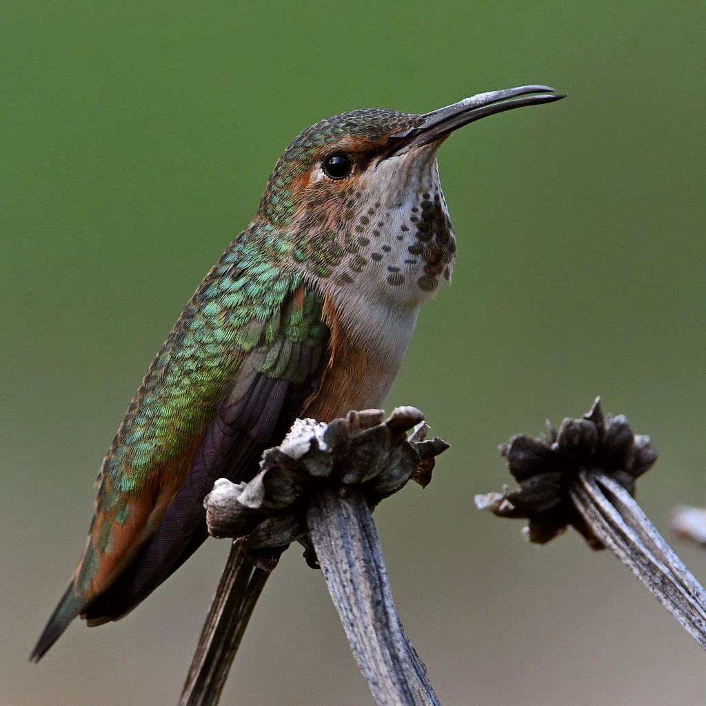 Hummer19.jpg