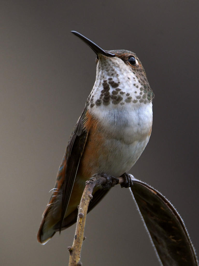 Hummer19.jpg