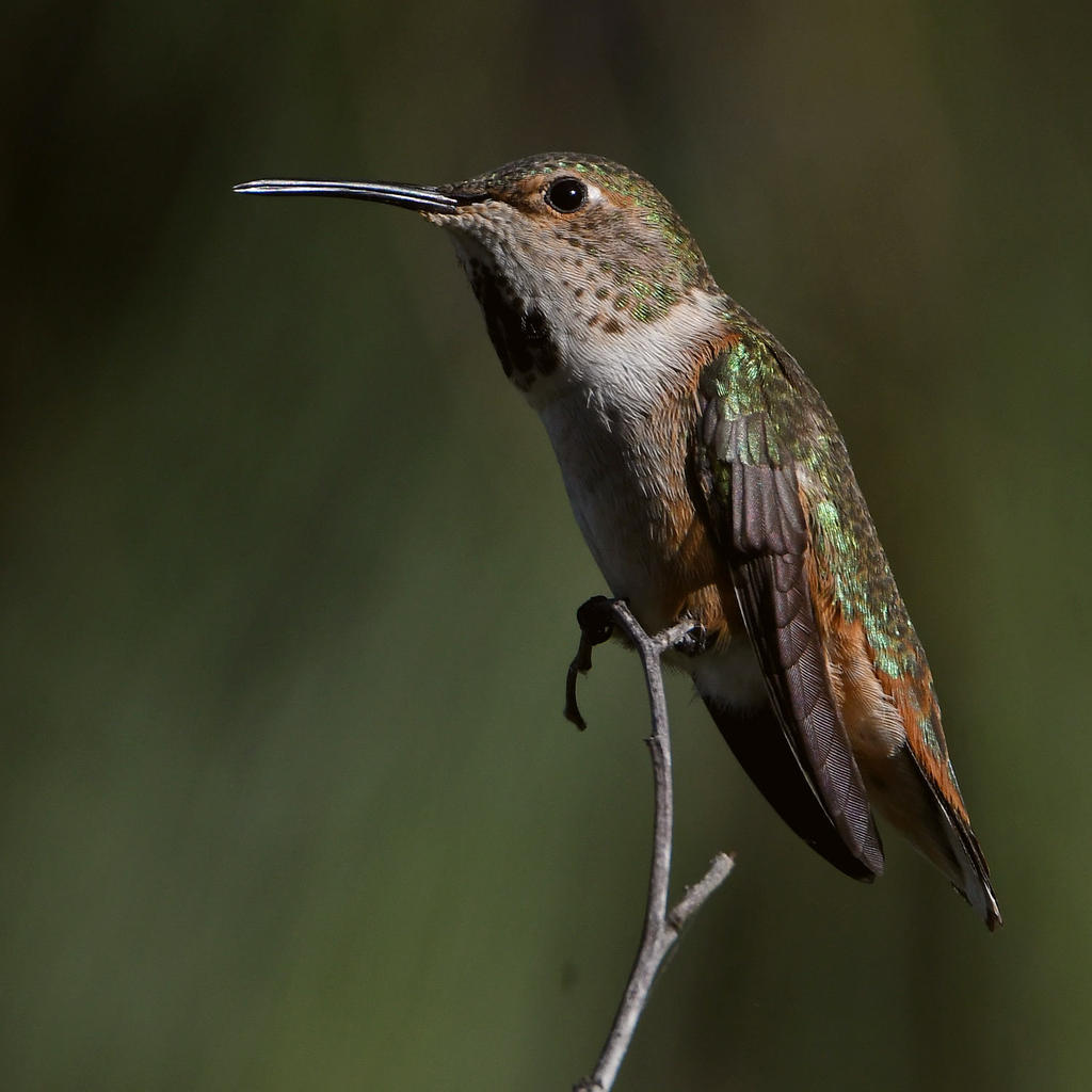 Hummer19.jpg