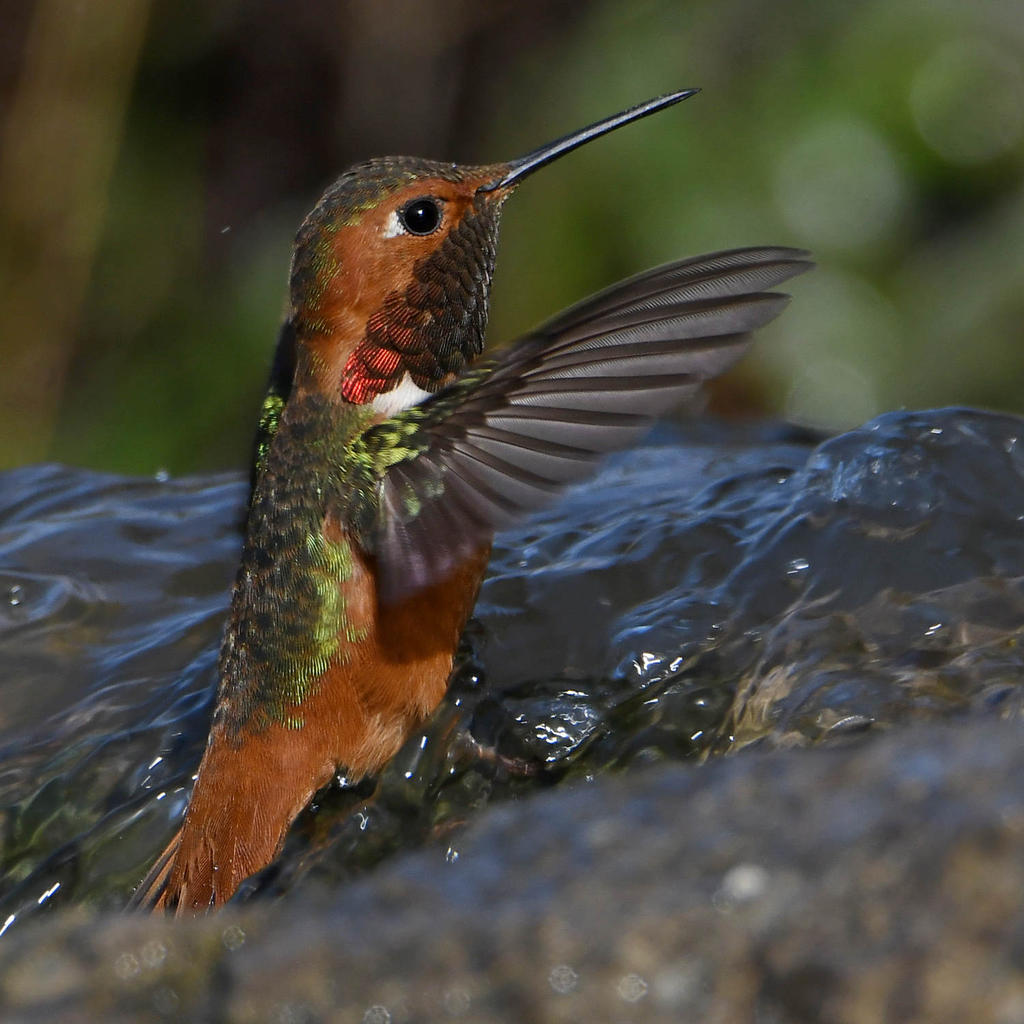 Hummer19.jpg
