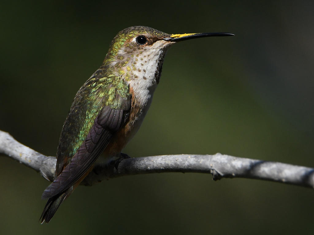 Hummer19.jpg