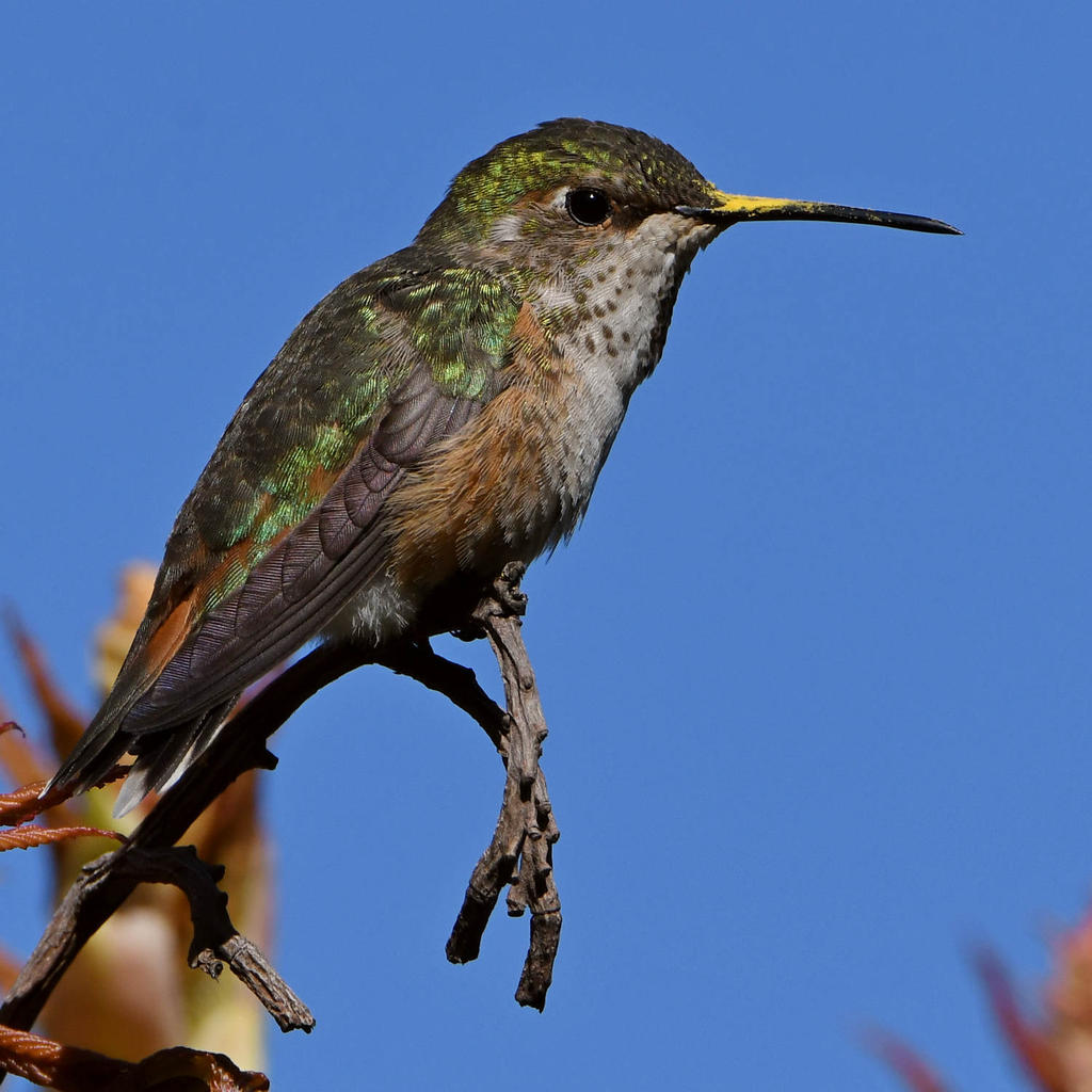 Hummer19.jpg
