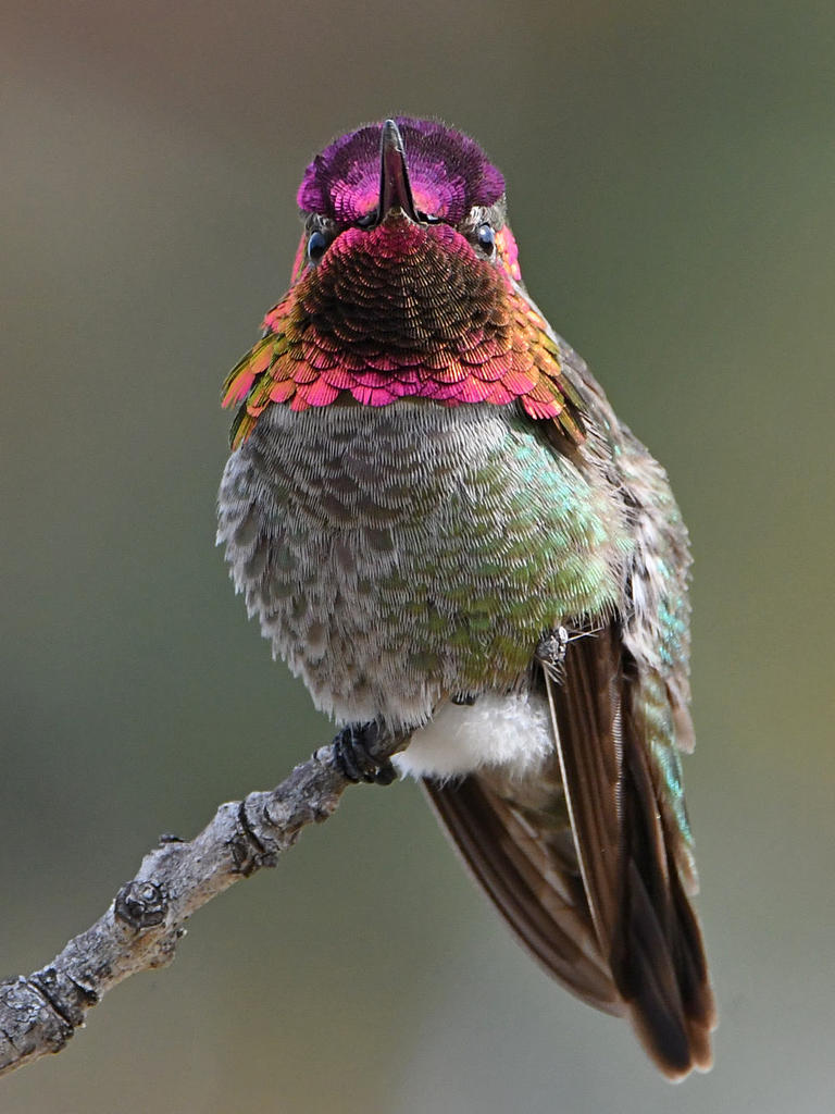 Hummer19.jpg