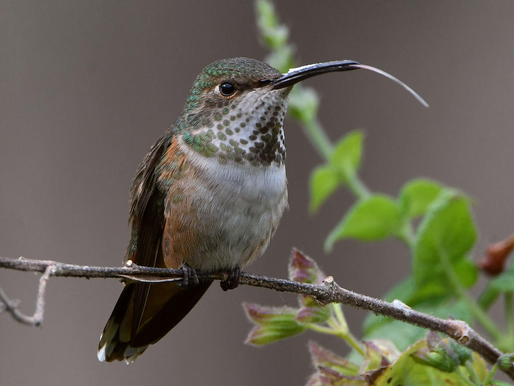 Hummer19.jpg
