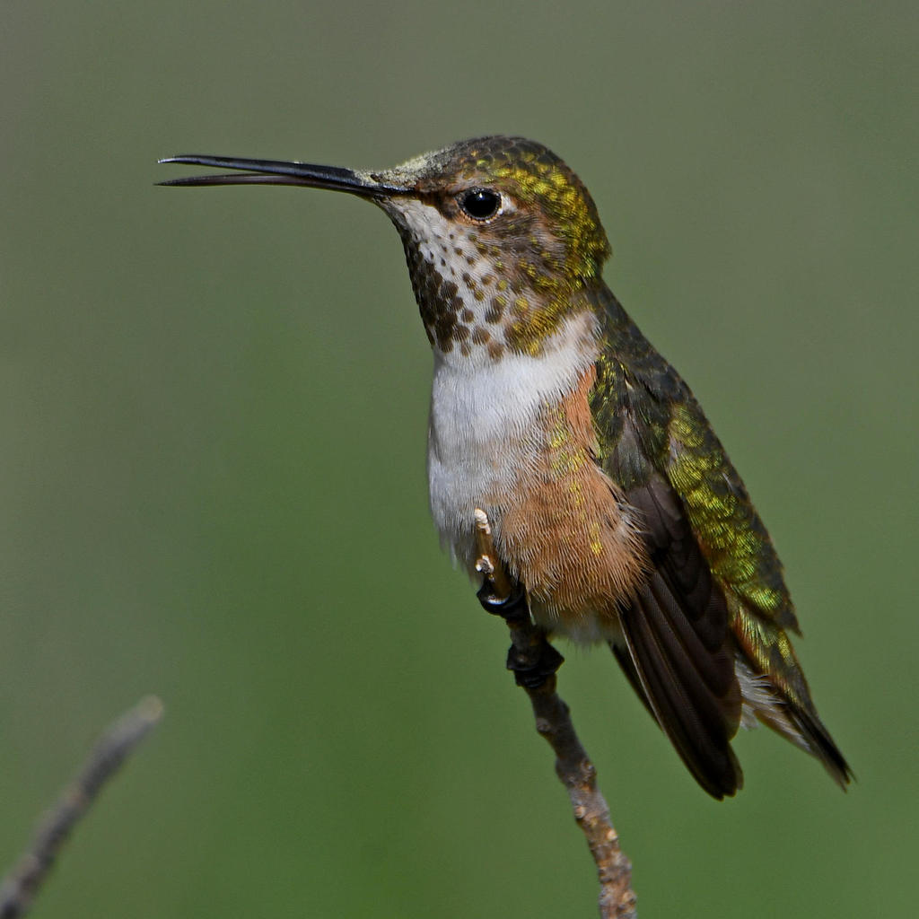 Hummer19.jpg
