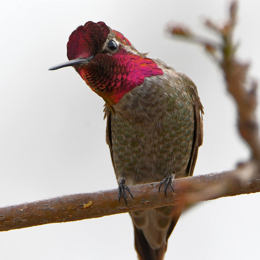 Hummer19.jpg