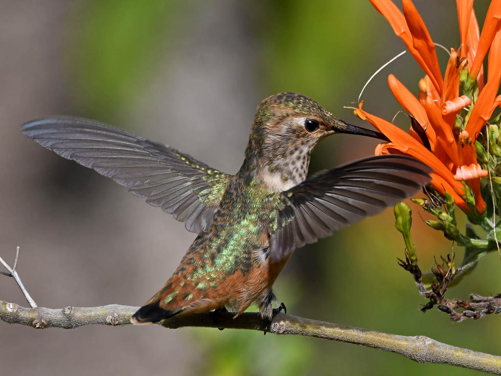 Hummer19.jpg