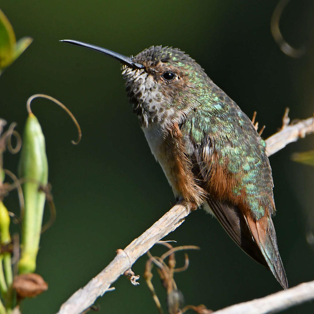 Hummer19.jpg