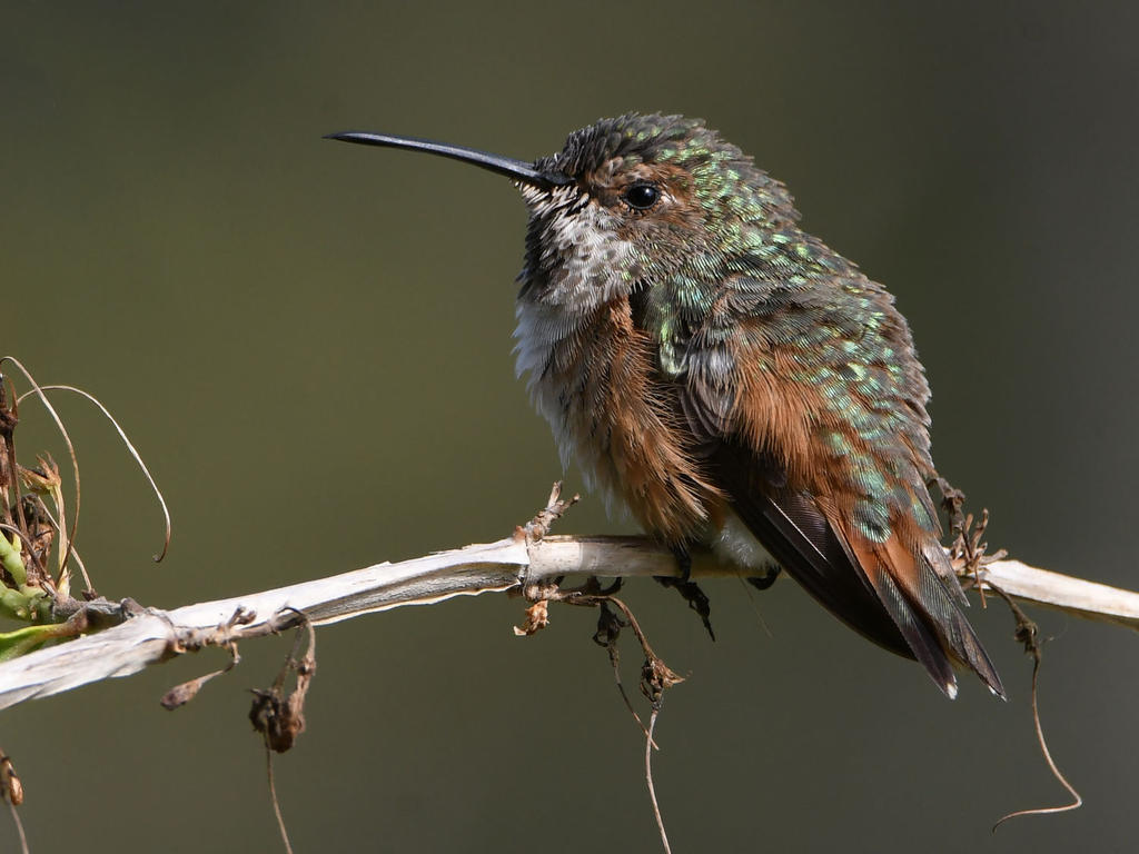 Hummer19.jpg