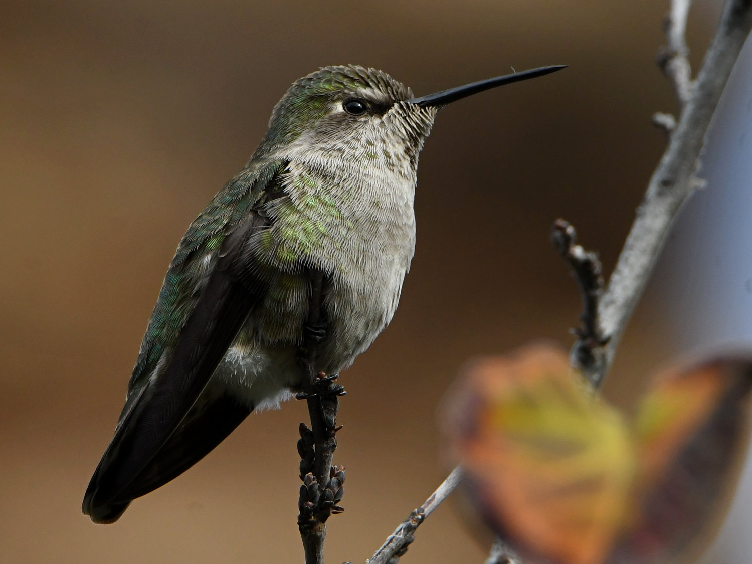 Hummer19.jpg