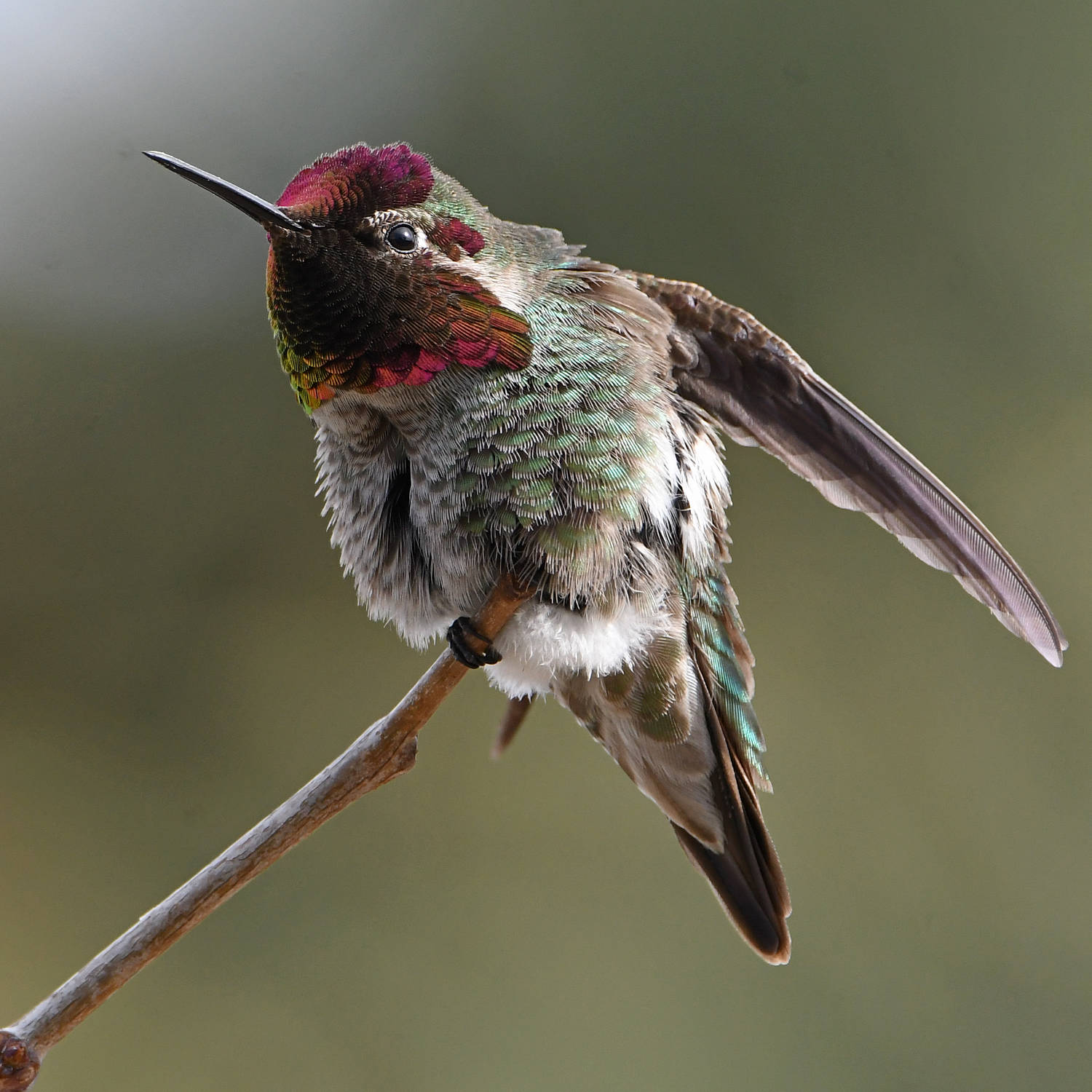 Hummer19.jpg