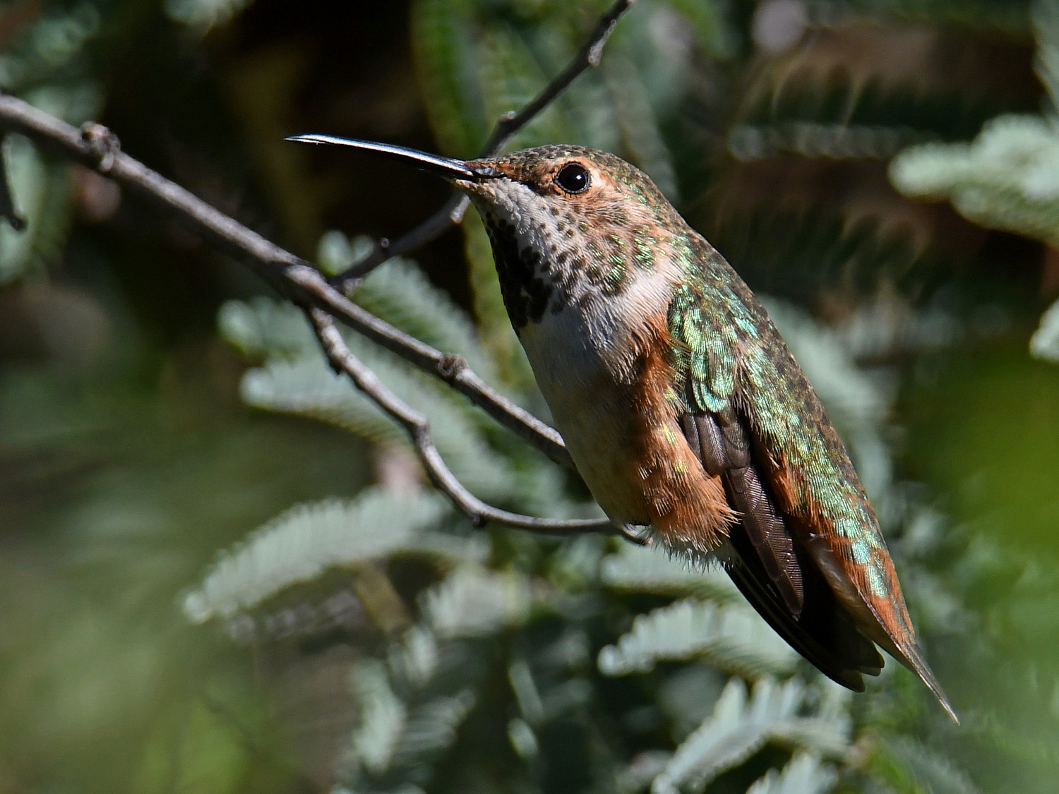Hummer19.jpg