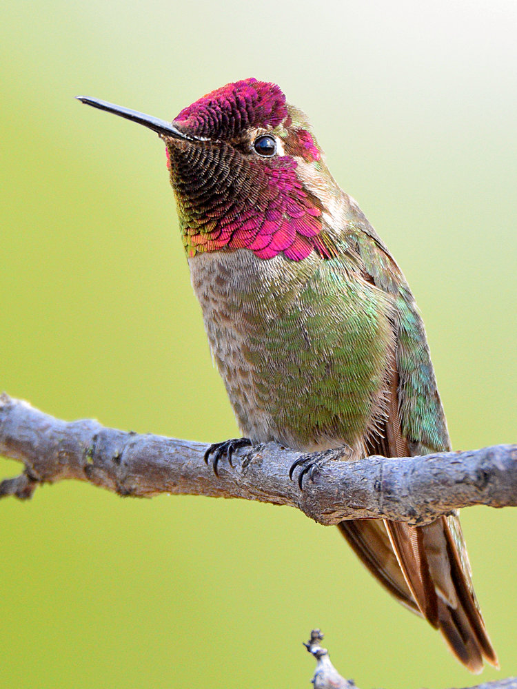 Hummer19_2016_04_19.jpg