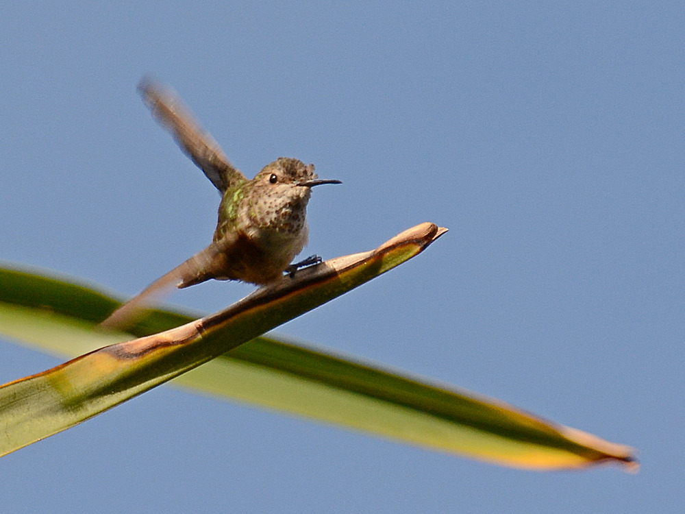 Hummer2.jpg