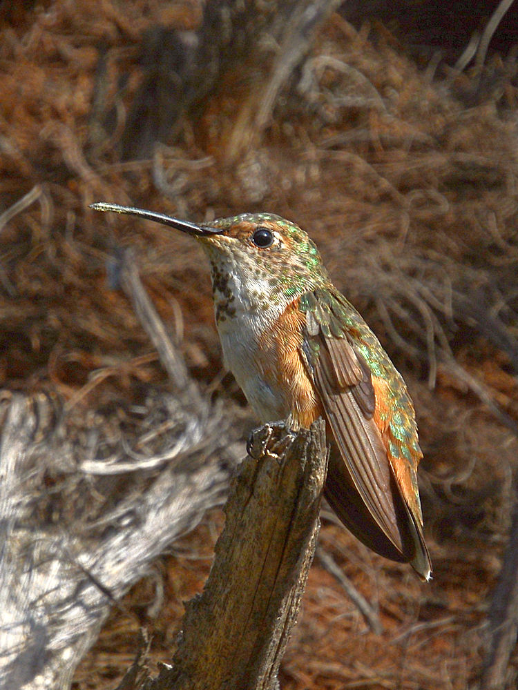 Hummer2.jpg