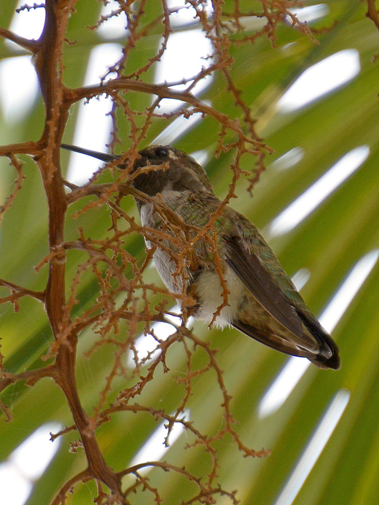 Hummer2.jpg