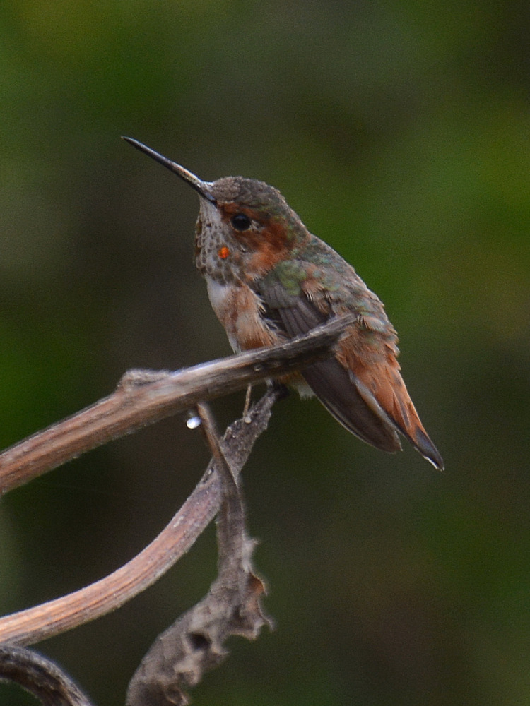 Hummer2.jpg