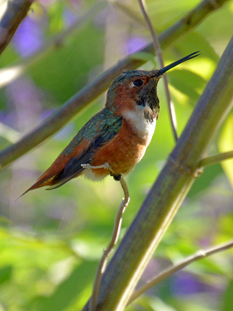 Hummer2.jpg