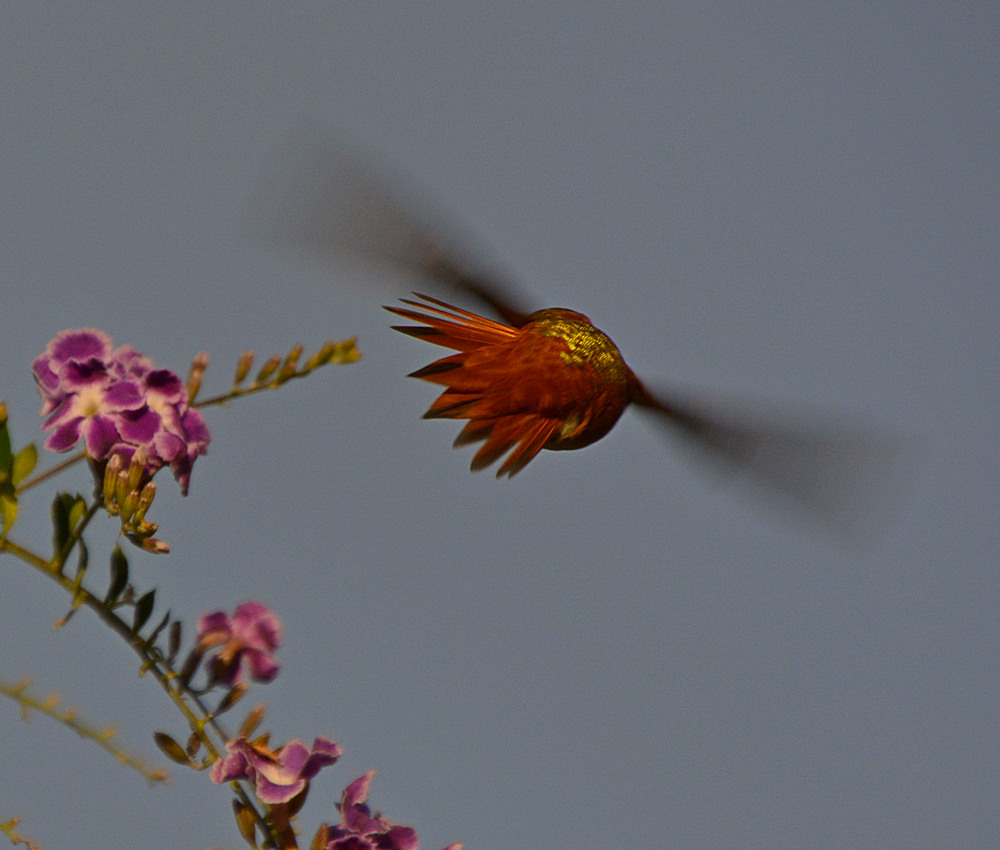 Hummer2.jpg