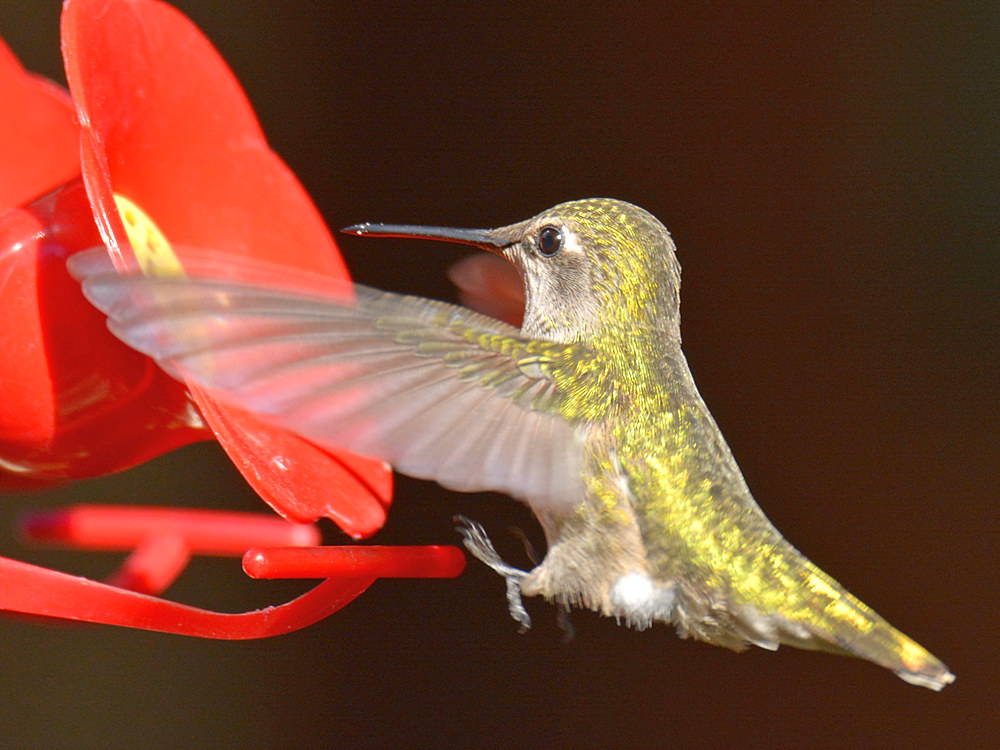 Hummer2.jpg