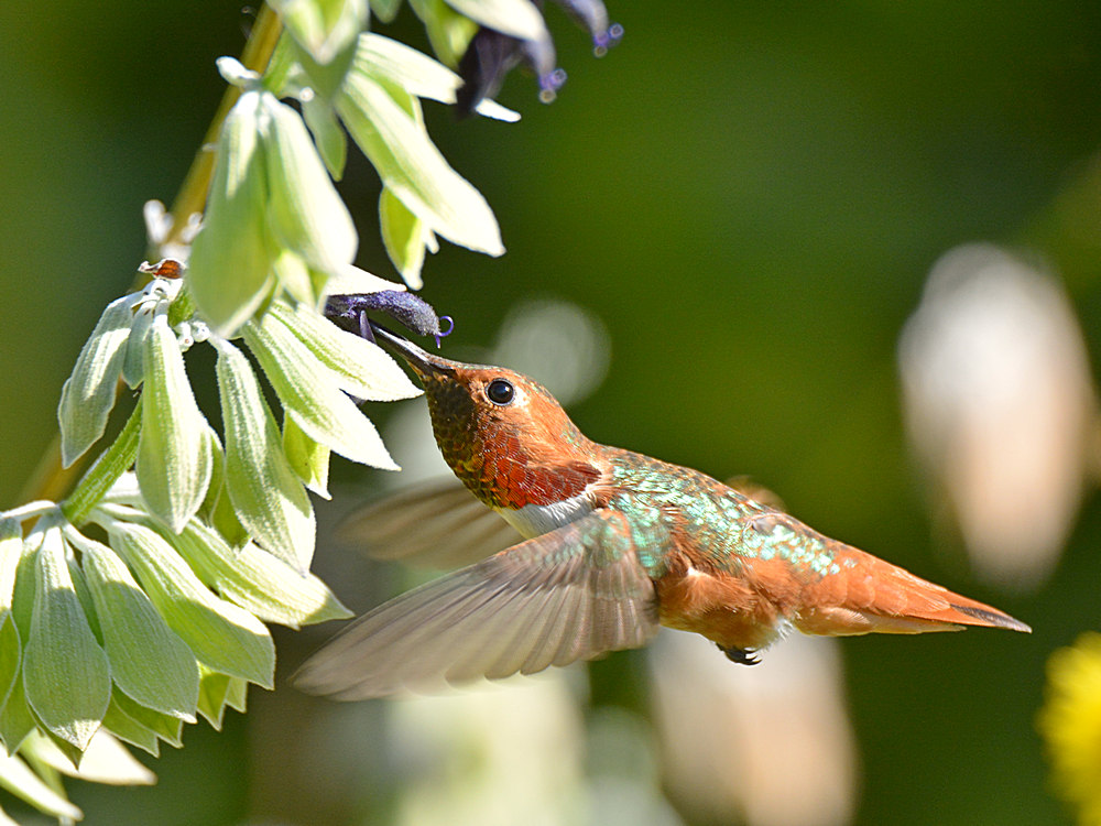 Hummer2.jpg