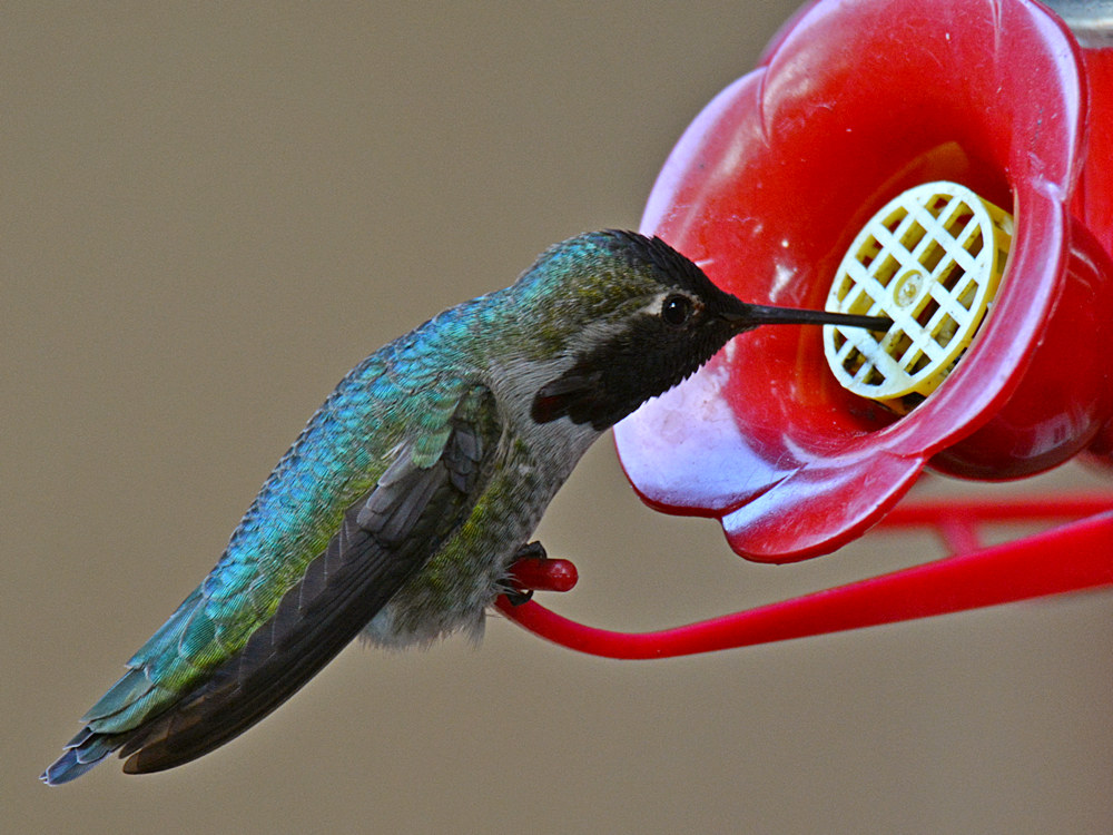 Hummer2.jpg