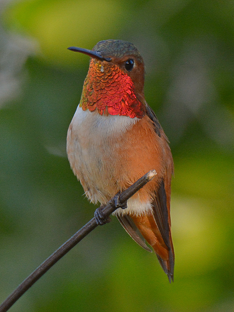 Hummer2.jpg