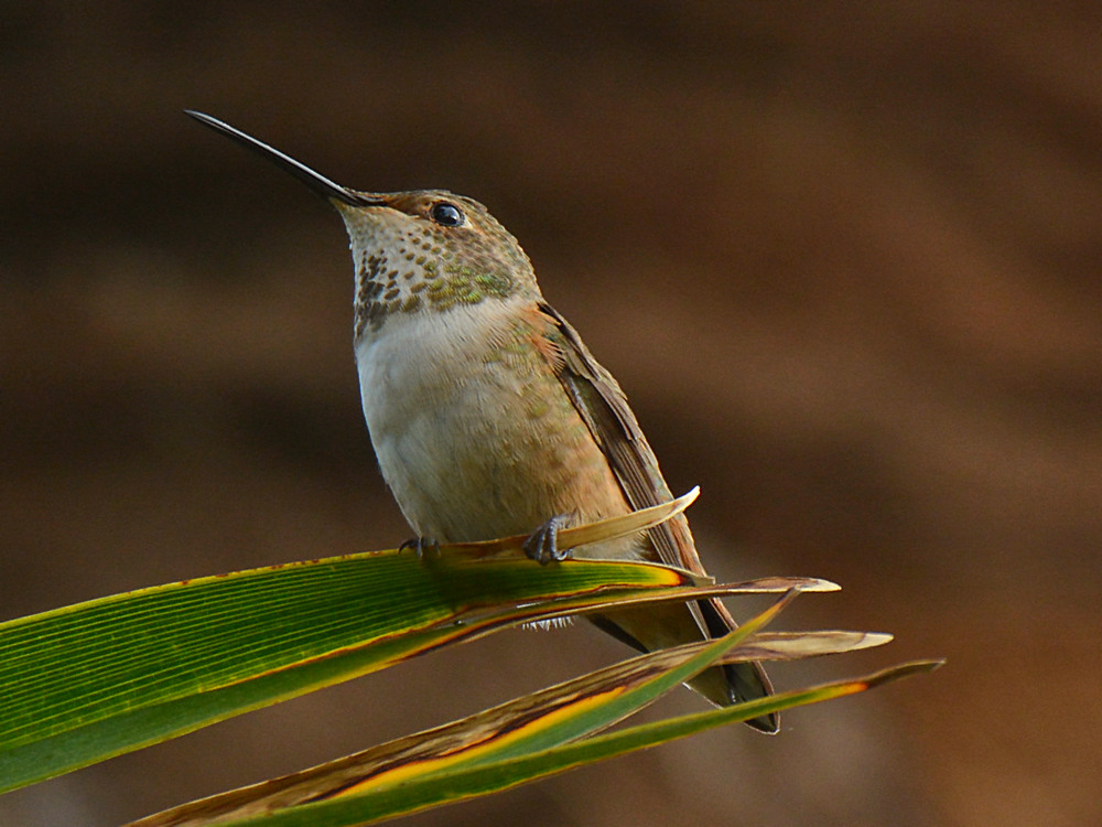 Hummer2.jpg
