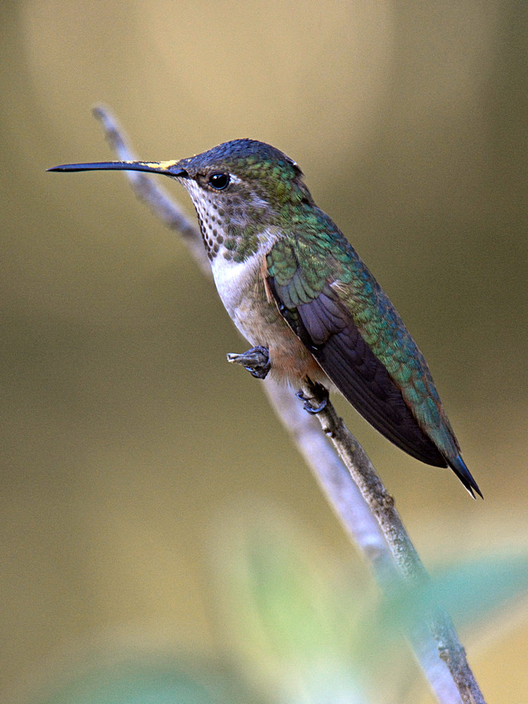 Hummer2.jpg