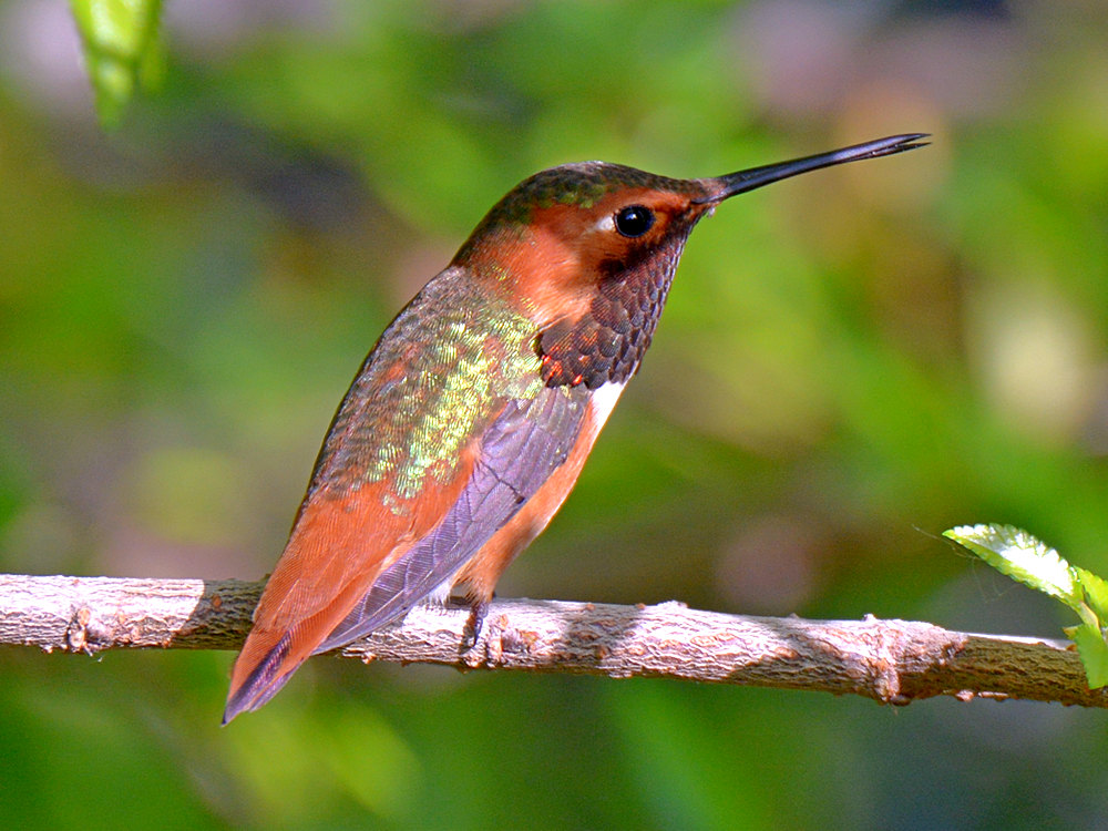 Hummer2.jpg