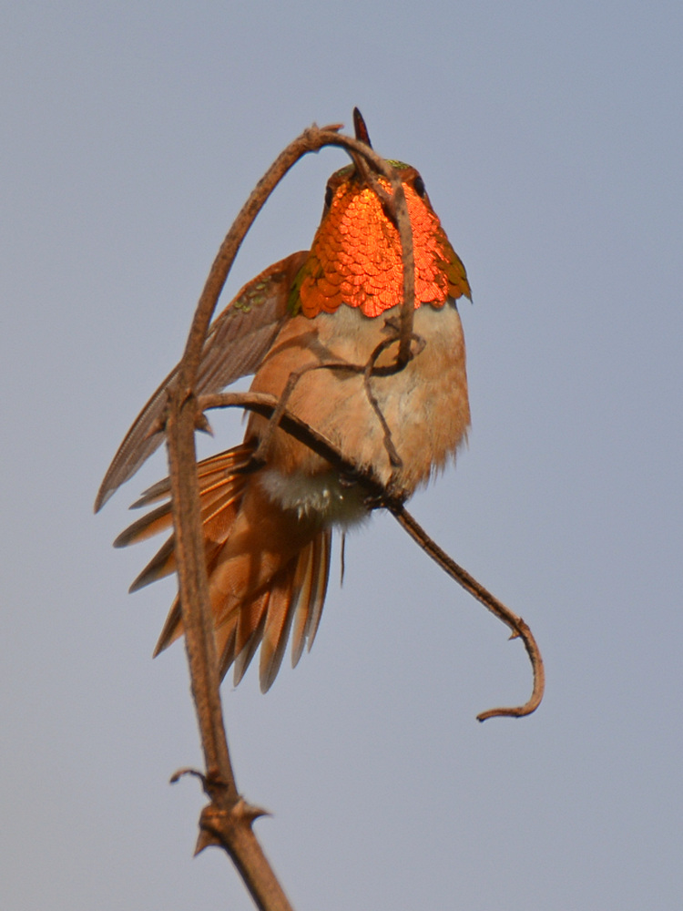 Hummer2.jpg