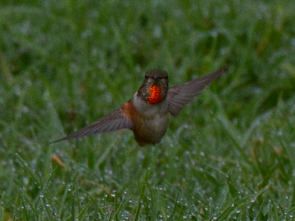 Hummer2.jpg