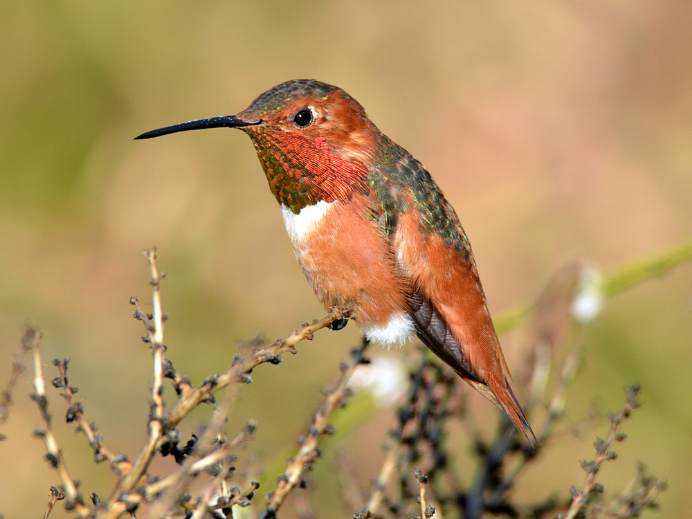 Hummer2.jpg